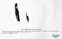 Praetumpfia obducens image